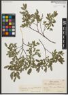 Foto von Salix myrtilloides L. x Salix repens L.